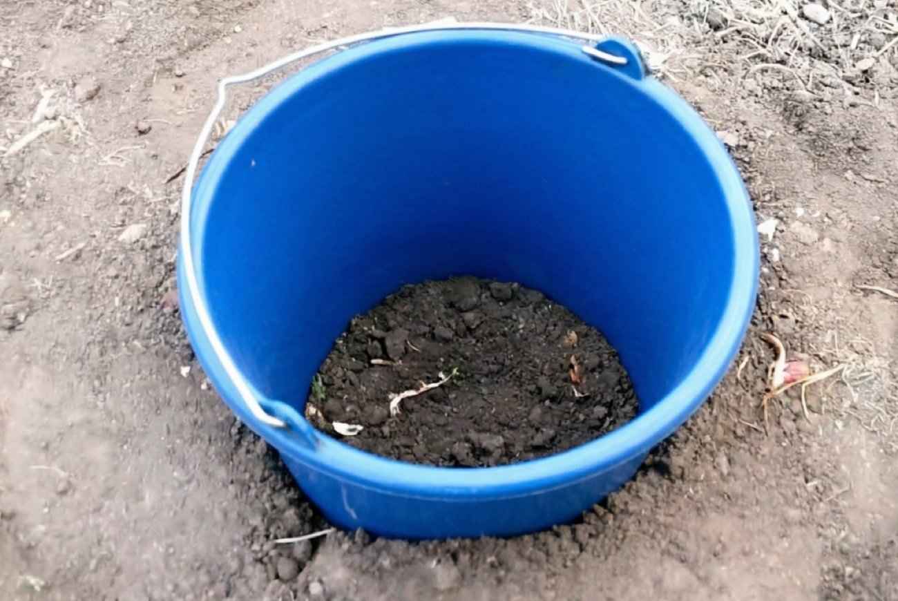 Зачем закапывать ведро посреди грядки: неожиданная хитрость дачников, о которой мало кто знает