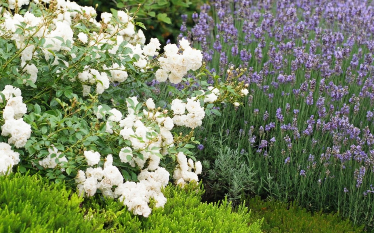 Участок будет благоухать всё лето: запомните простые секреты ароматного сада