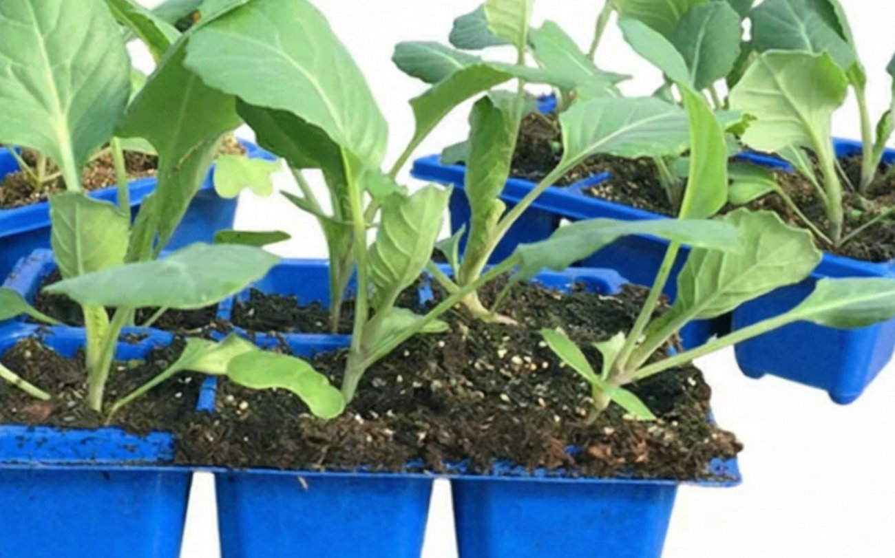 Почему опытные дачники никогда не сажают капусту после редьки: запомните основные последствия