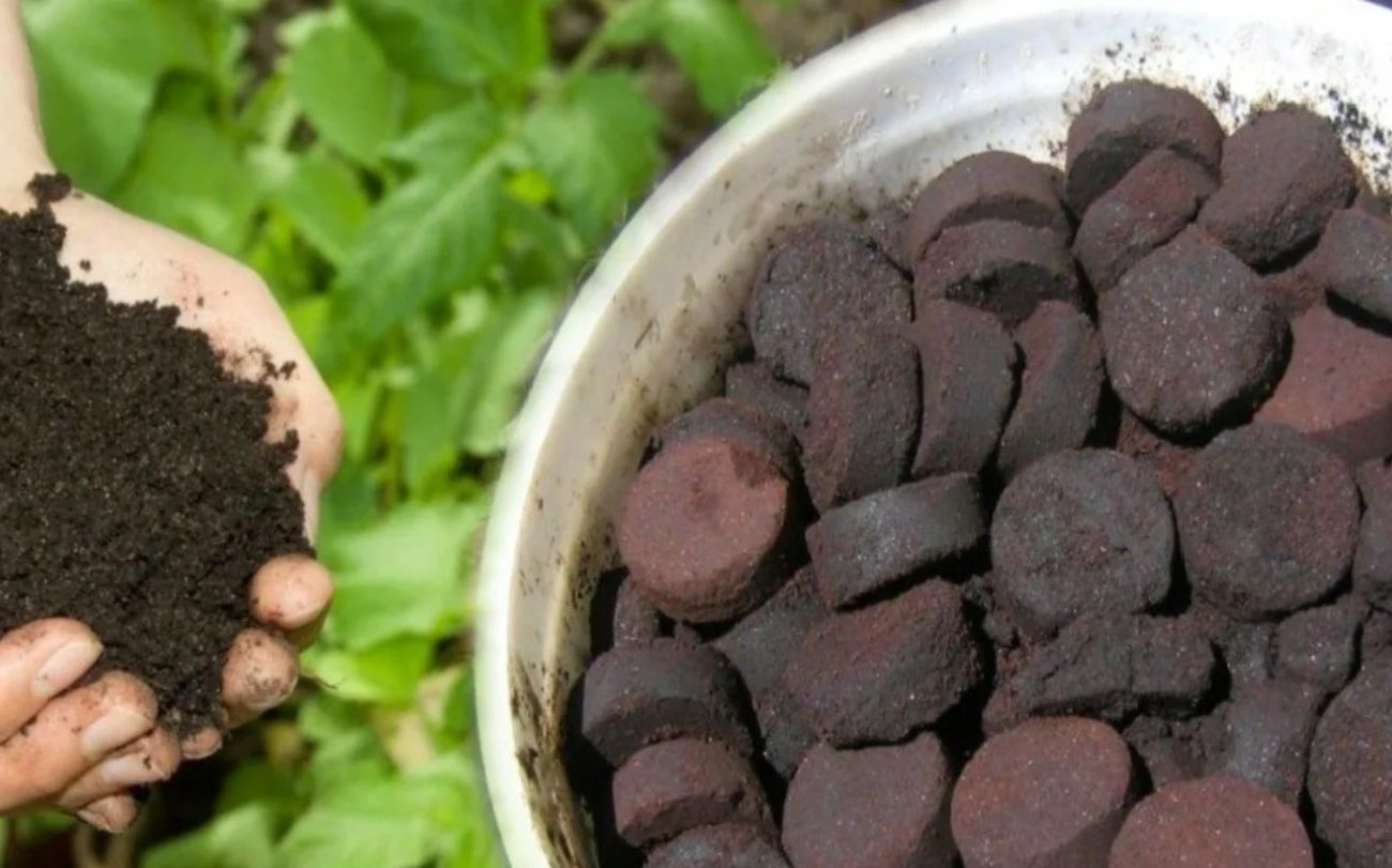 Почему капуста болеет и даёт плохой урожай: дачники назвали главную ошибку с редькой на грядке