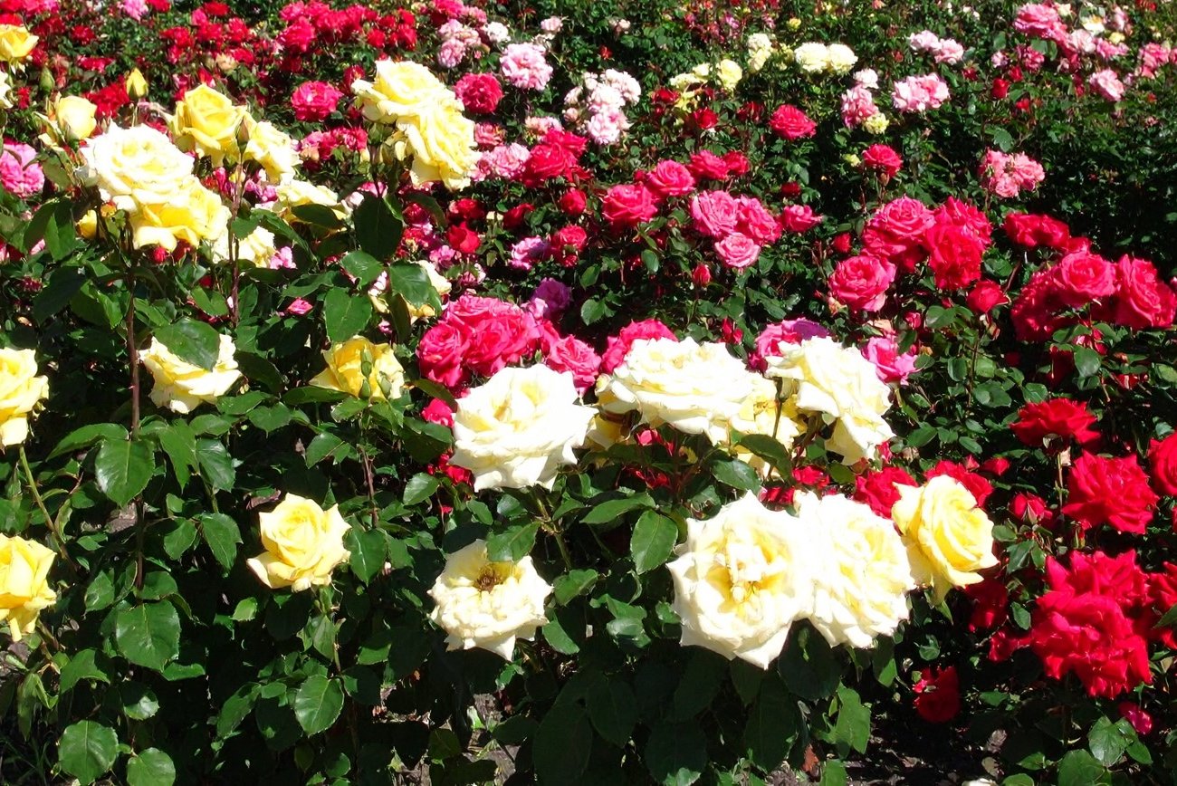 Как создать роскошный розарий на крошечной клумбе: запомните проверенные сорта цветов