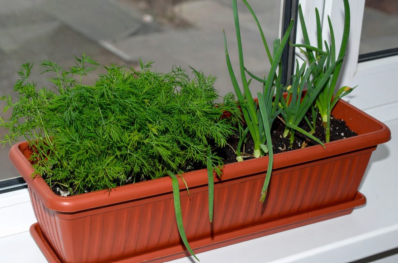 Как вырастить домашний огород на подоконнике: эти овощи дают урожай в квартире круглый год