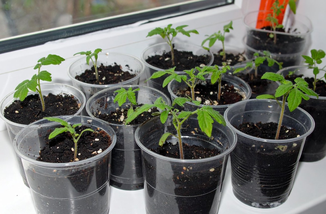 Как опилки спасают рассаду помидоров от болезней и переливов: бюджетный метод улучшить сеянцы