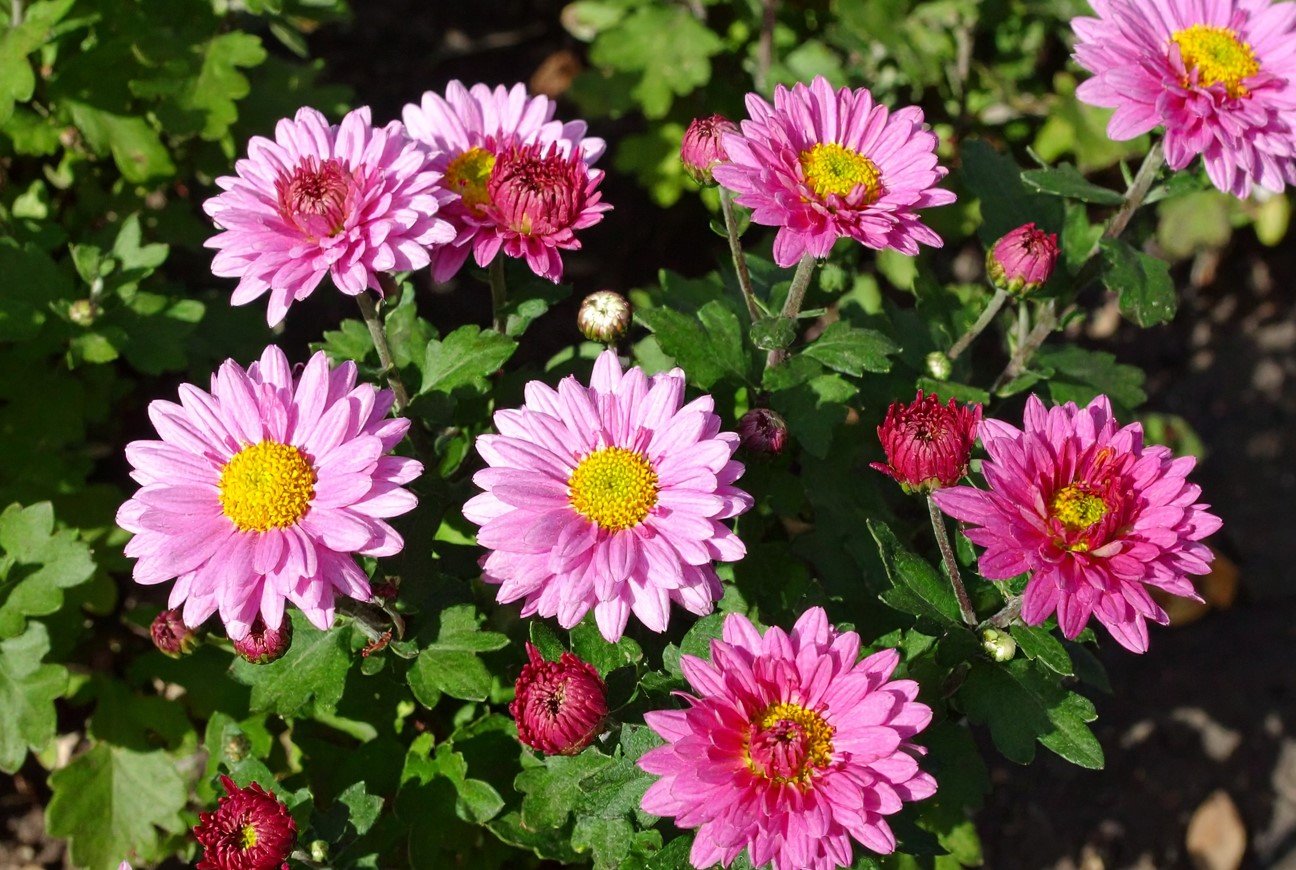 Как вырастить хризантему, цветущую до -10°C: цветы в саду будут долго радовать глаз