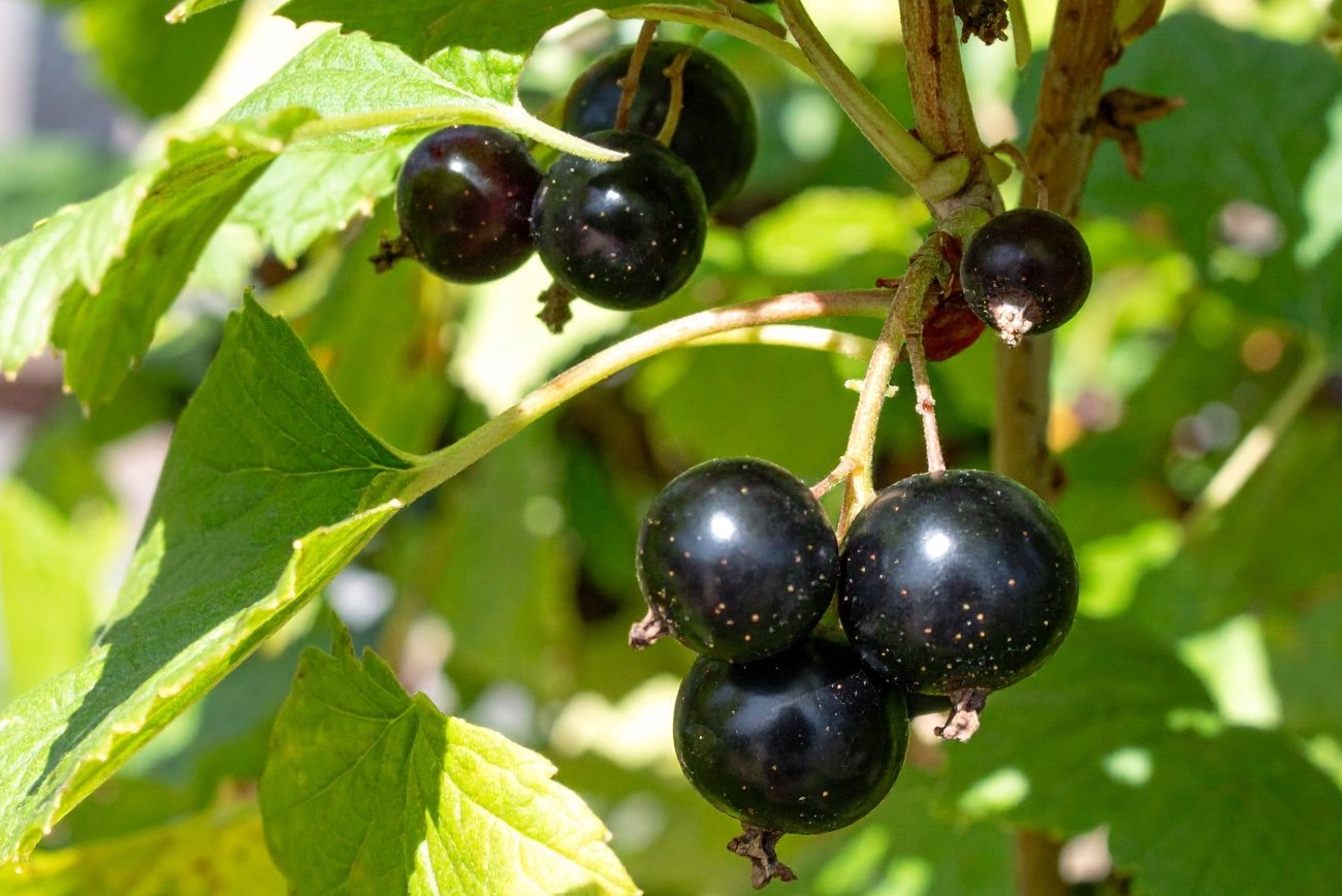 Весенняя обработка смородины горячей водой: как уничтожить вредителей без ущерба для растений