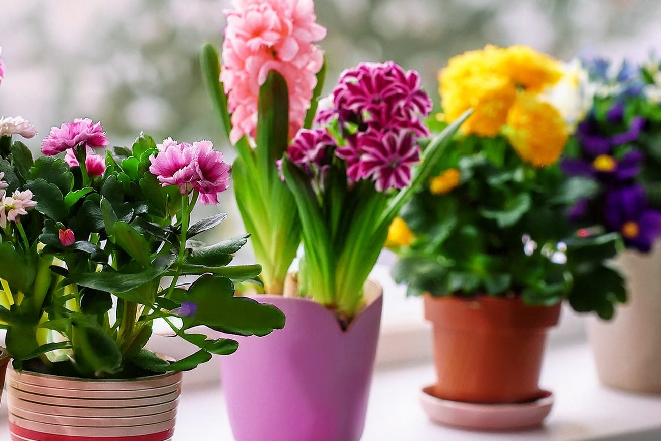 Капните в горшок и цветы будут расти как на дрожжах без удобрений: аптечное средство творит чудеса с корнями