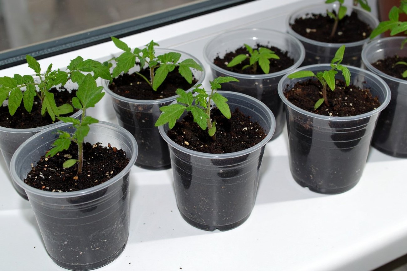 Как определить правильный момент для высадки помидоров: агрономы назвали ключевой параметр