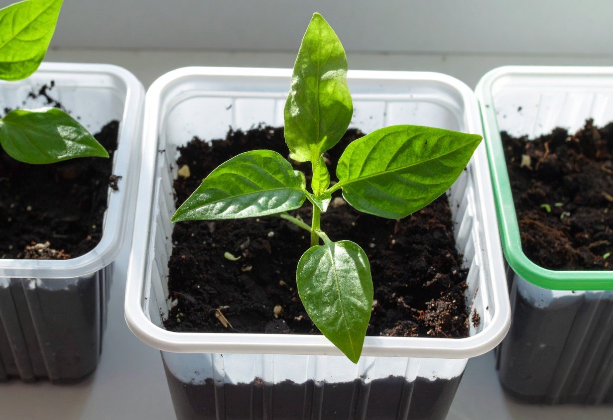 Как заставить перец взойти за 2 дня: запомните секрет эффективной подготовки семян