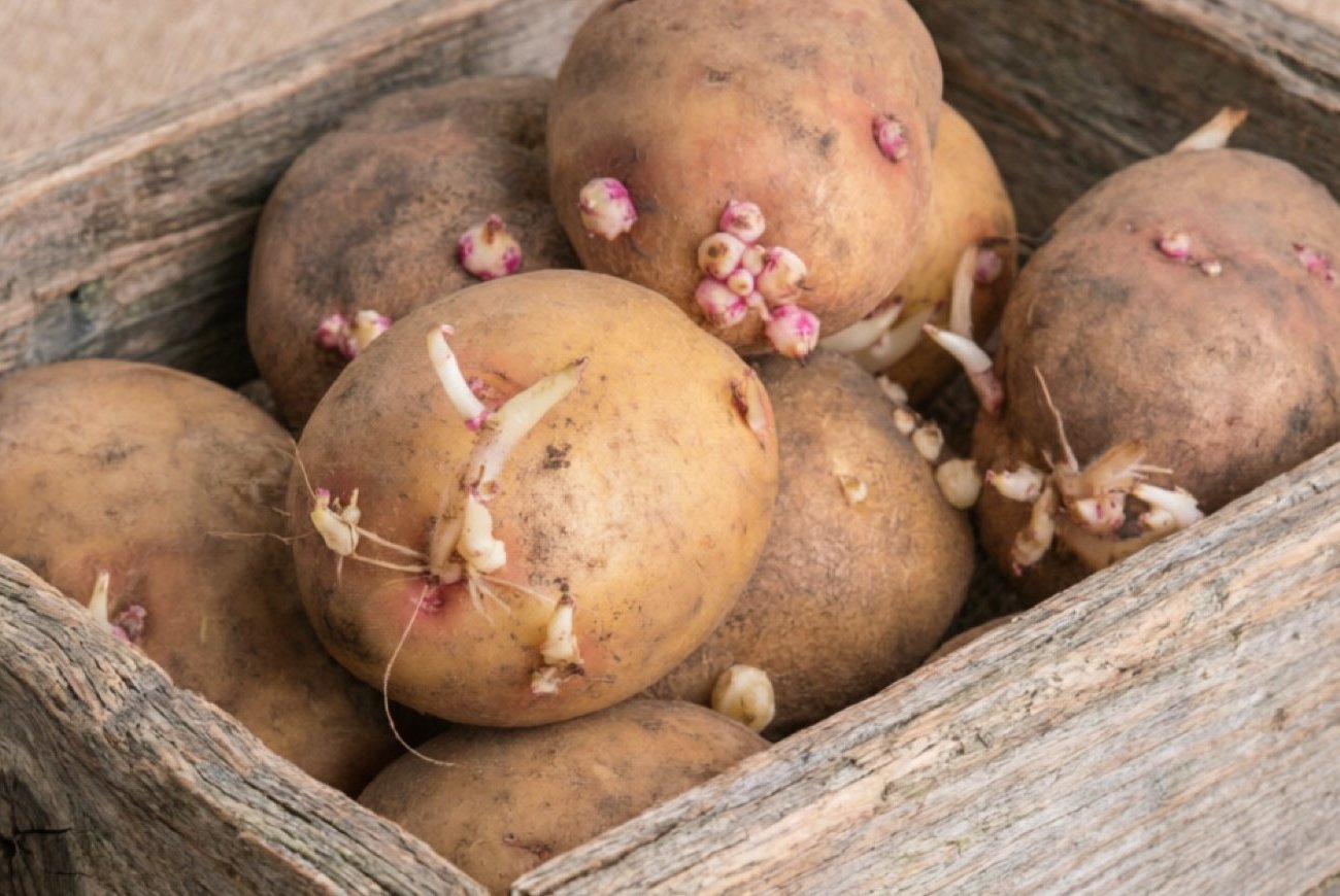 Не спешите выбрасывать картофельные ростки: дачники со стажем давно знают им отличное применение