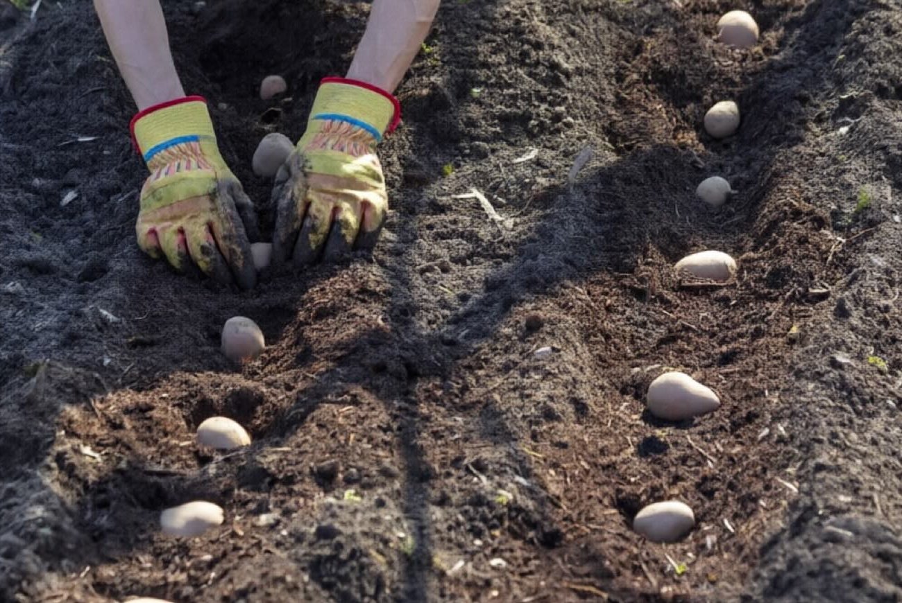 Как получить огромный урожай картофеля без химии и лишних затрат: запомните, что класть в лунку при посадке