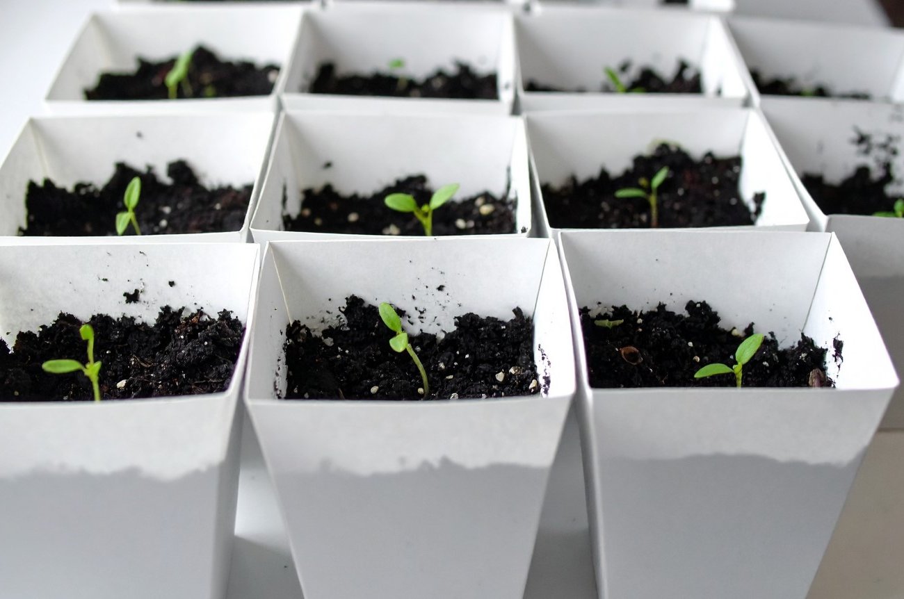 Как правильно поддержать всходы без химии: проверенные методы для крепкой и здоровой рассады