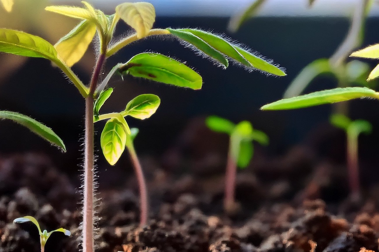 Как избавиться от мошек в рассаде навсегда: проверенные методы против невидимых вредителей