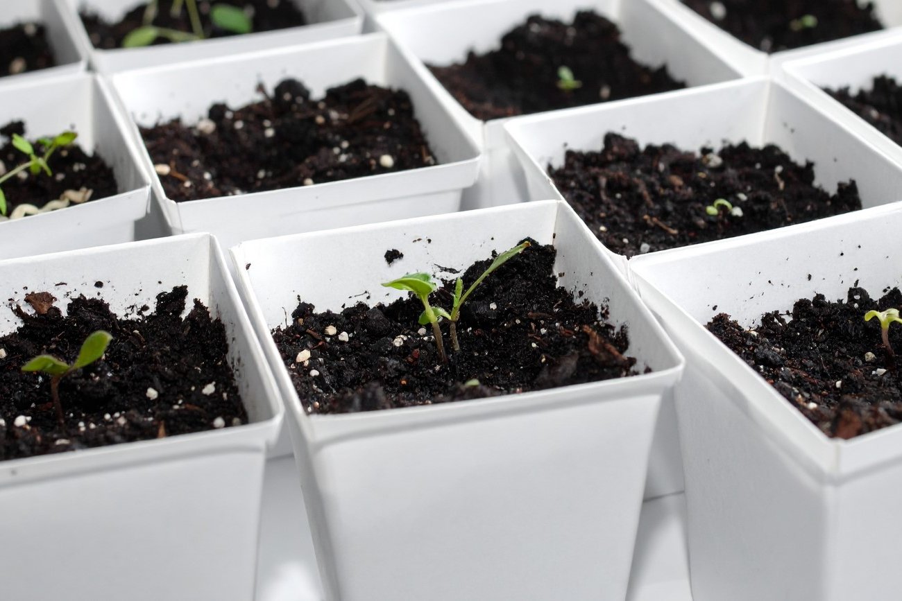 Как повысить всхожесть старых семян: проверенный метод с картофельным отваром