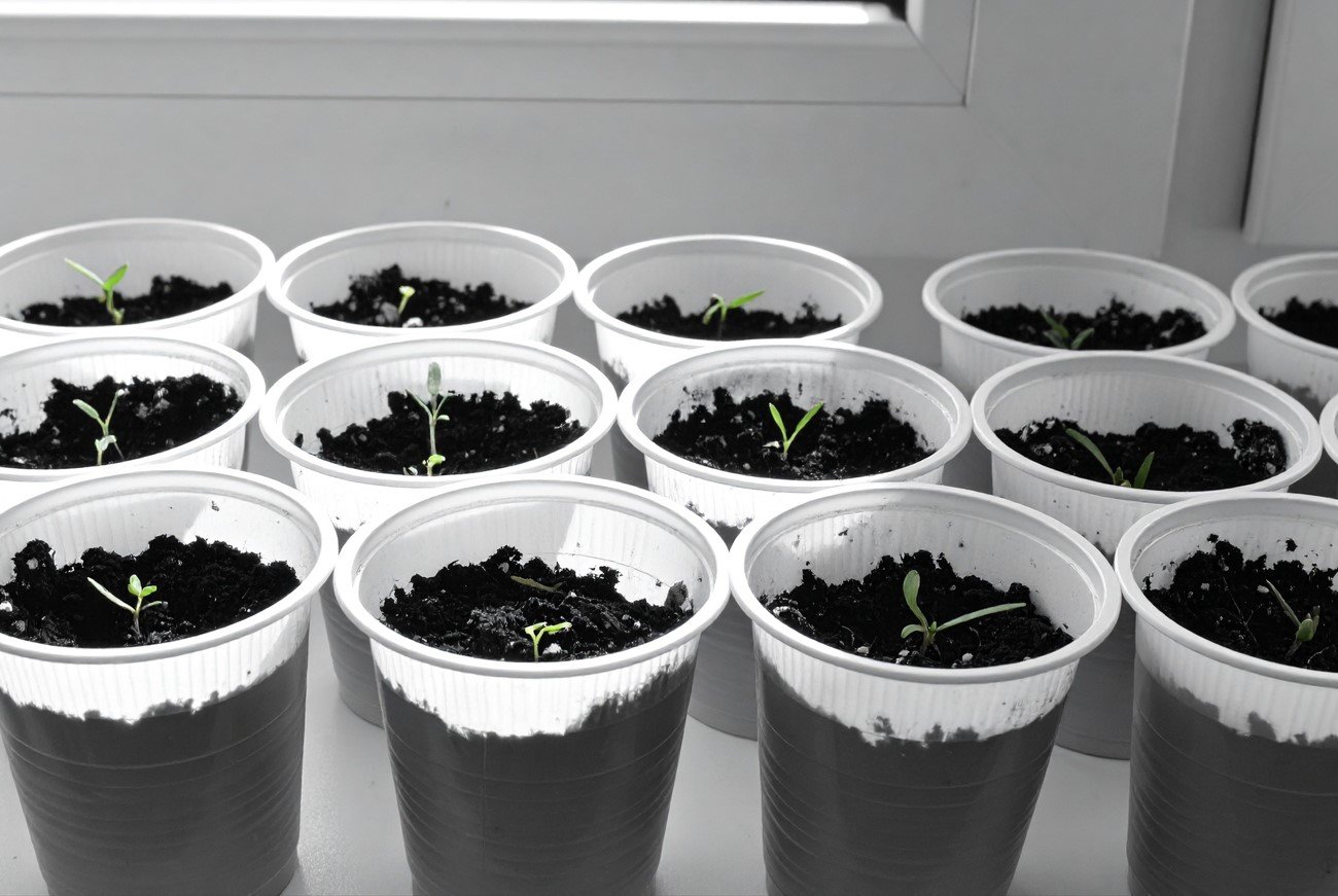 Почему опытные дачники добавляют йод в воду для рассады: томаты вырастут крупными и сочными без химии