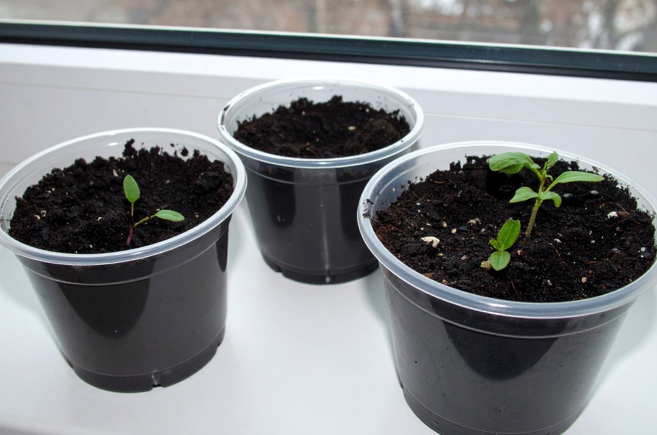 Чем поливать рассаду для крепких стеблей: какие подкормки рекомендуют опытные агрономы