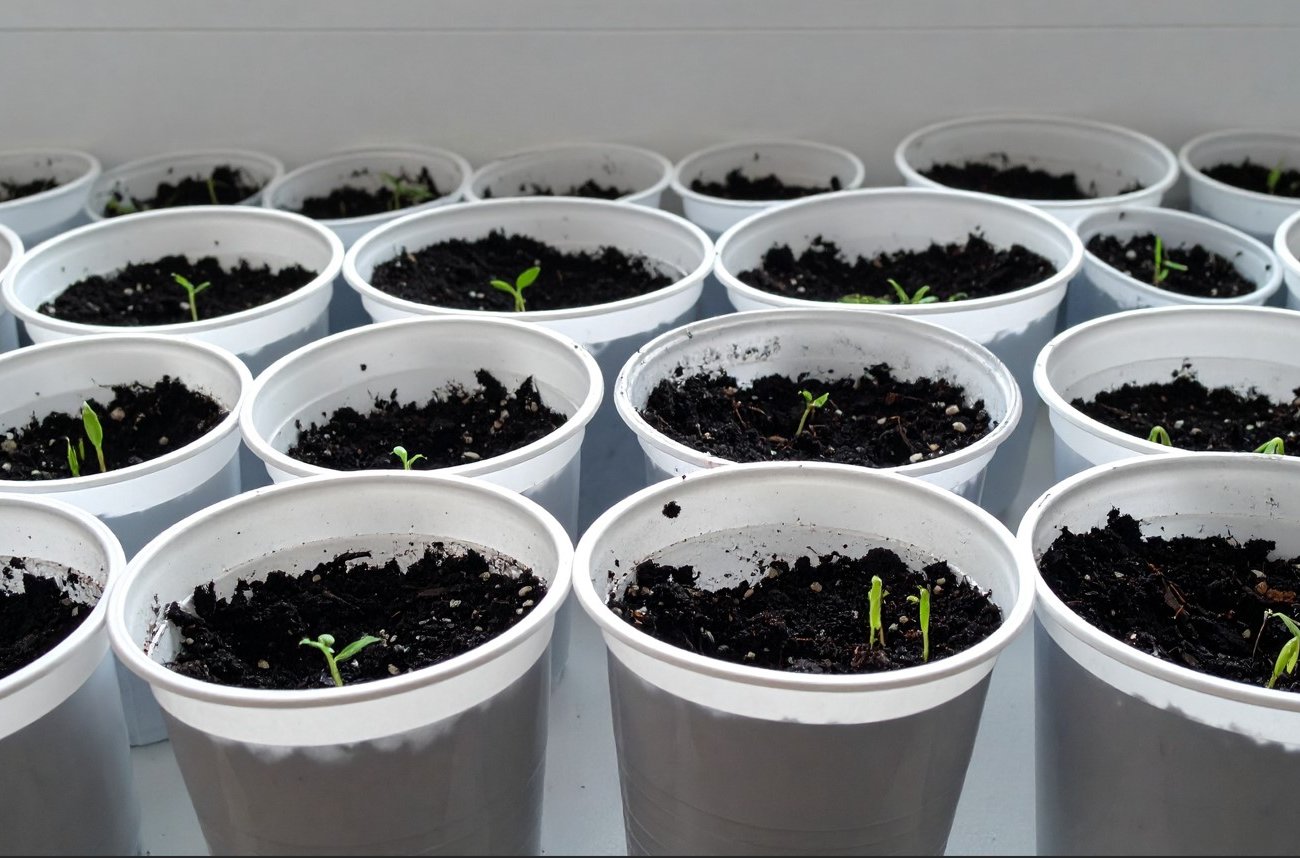 Что положить на дно стаканчика, чтобы рассада росла быстрее: такая подложка спасет корни от гниения и болезней