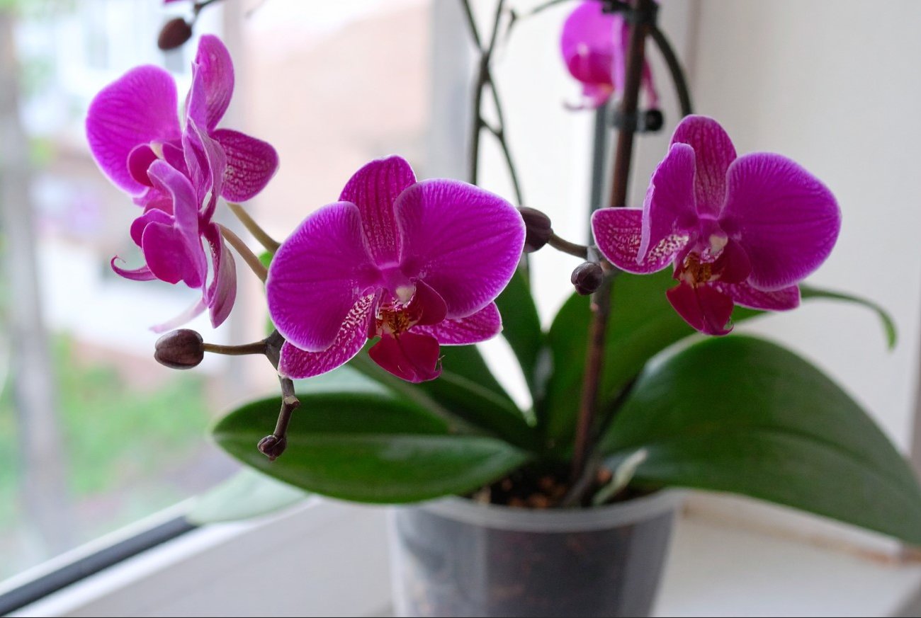 Как заставить орхидею пышно цвести: названо главное условие для появления цветоноса