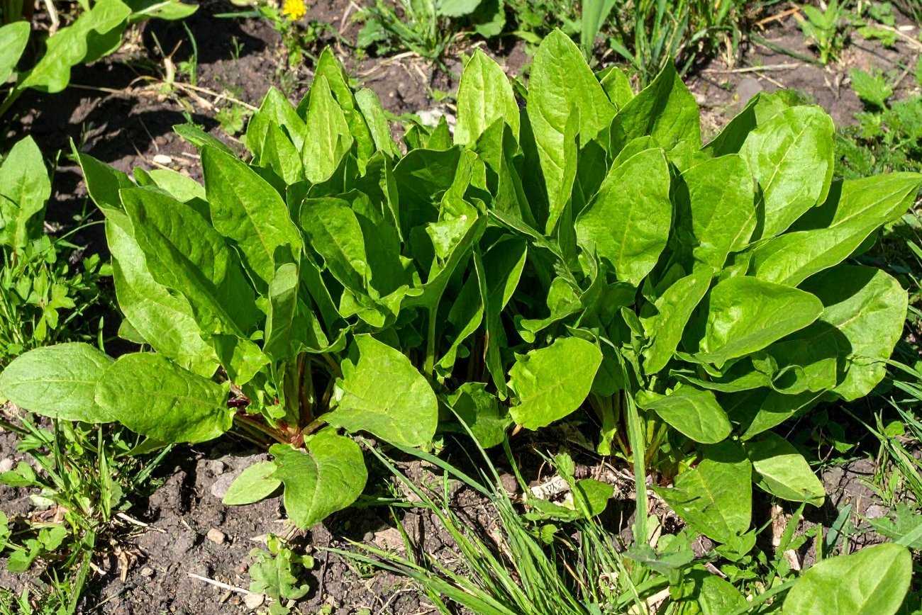 С чем нельзя сажать щавель на участке: какие растения-соседи лишают вас зелени?