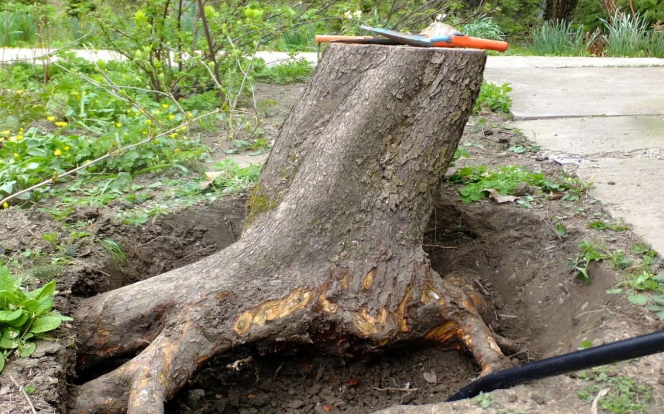 Корни деревьев больше не мешают на участке: быстрый способ очистки участка без риска для фундамента и экологии