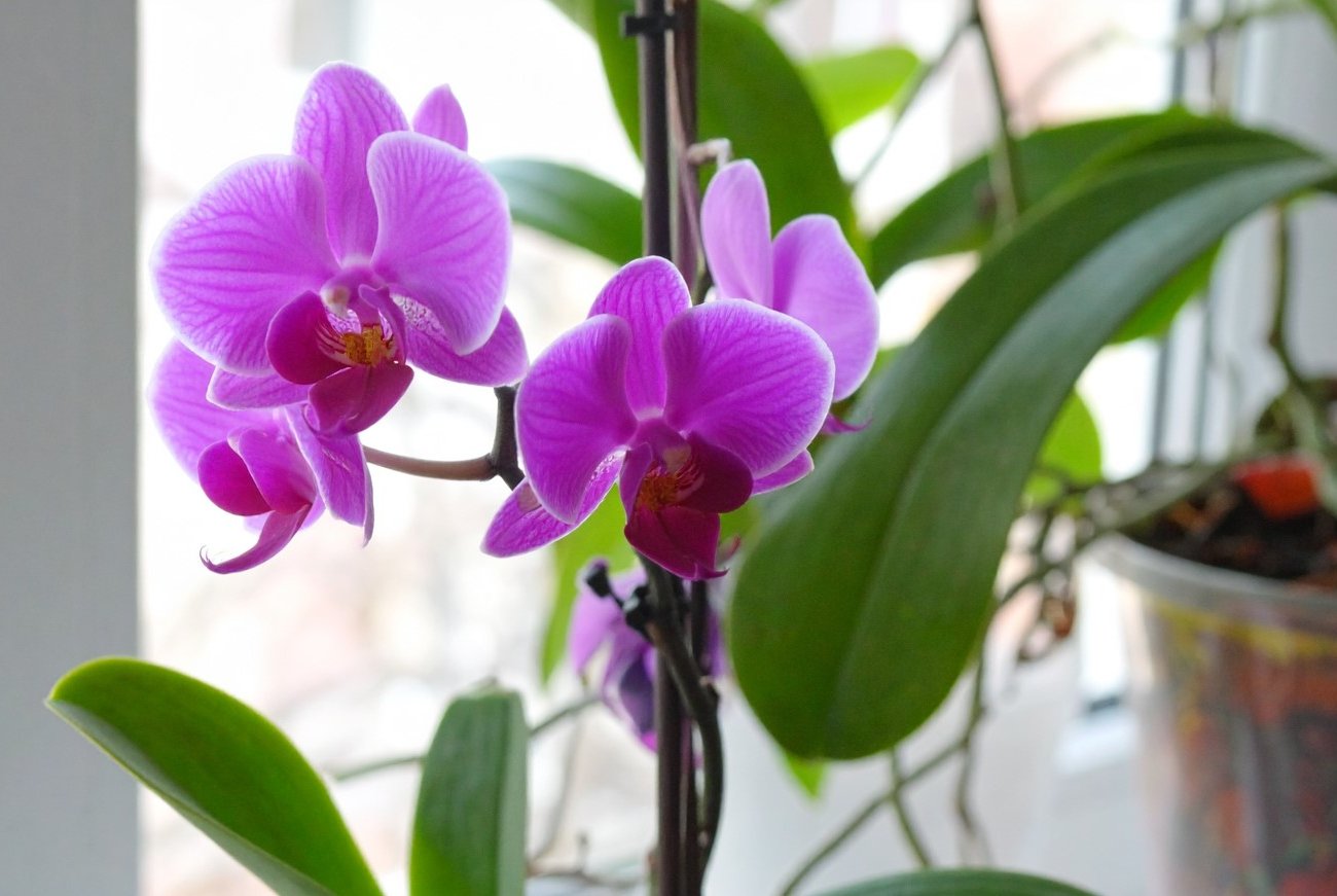 Как заставить орхидею цвести круглый год: эта простая подкормка сделает цветы необычайно пышными