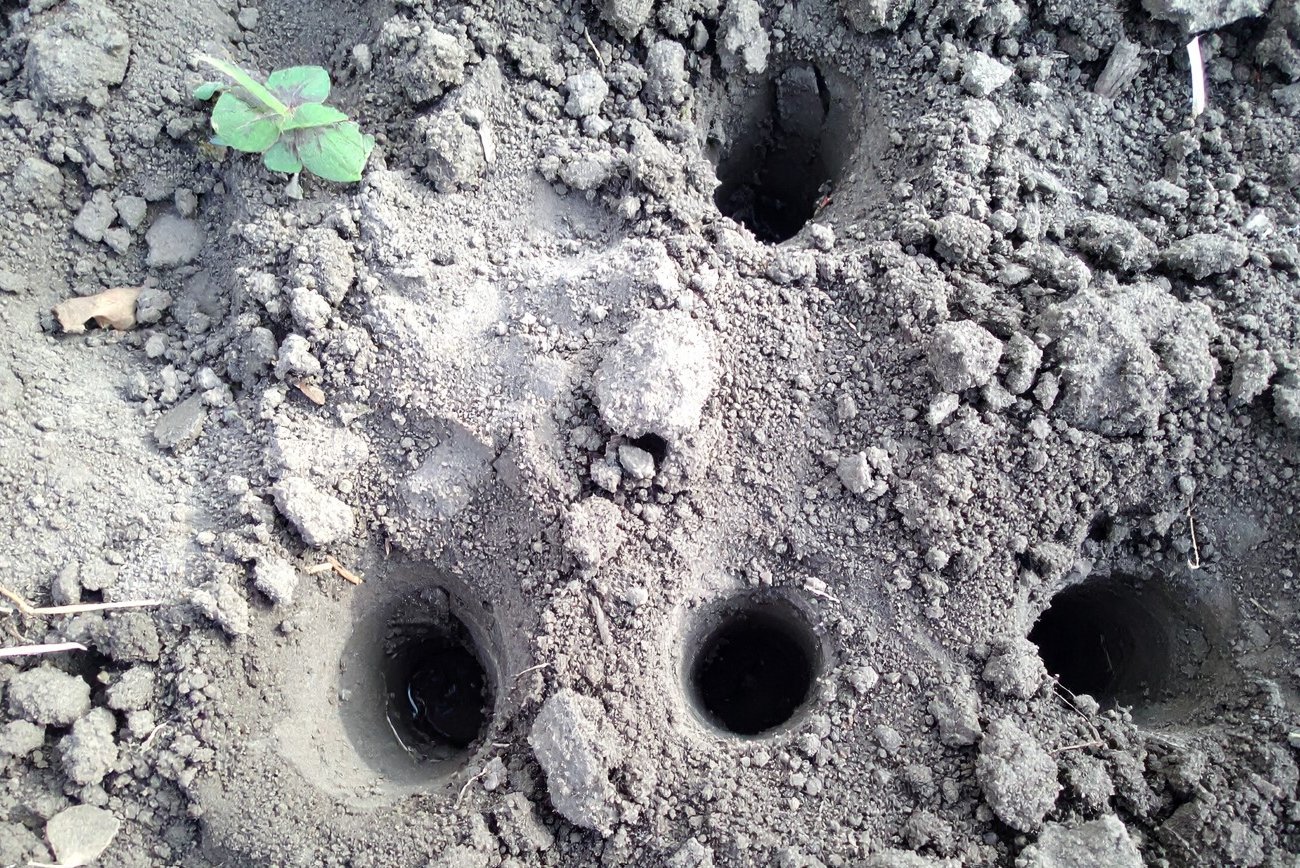 Что добавляют в лунку при посадке помидоров опытные агрономы: доступные добавки, которые обеспечат большой урожай