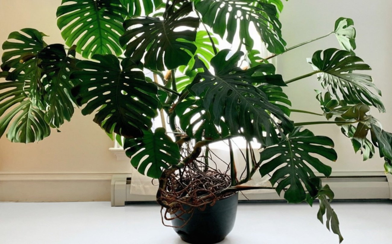 Почему листья монстеры желтеют даже при правильном уходе: 5 неочевидных причин, которые можно устранить