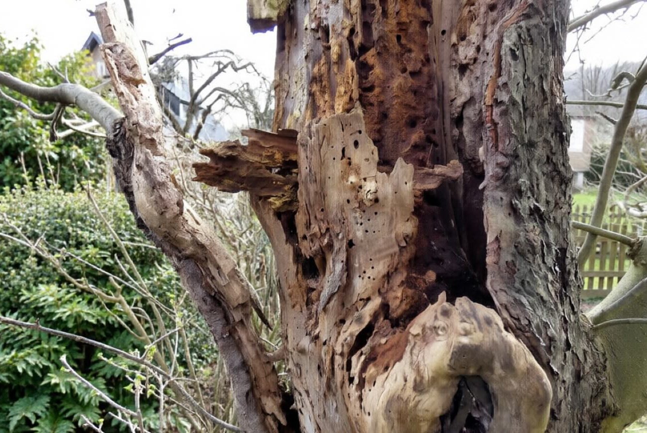 Не ждите, пока дерево само упадёт: 5 тревожных сигналов, которые садоводы часто игнорируют