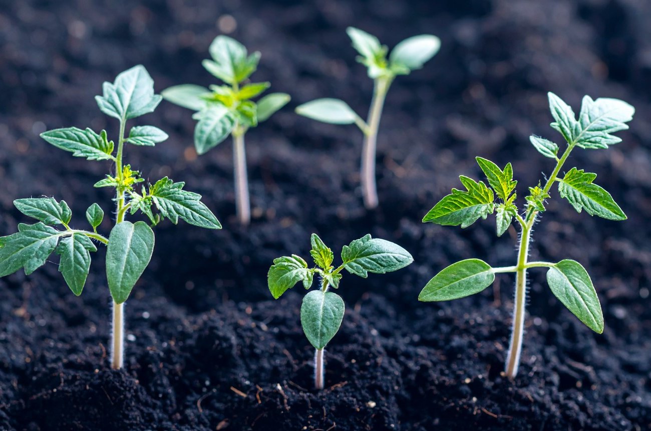 Чем срочно подкормить рассаду при пожелтении листьев: действенные решения от агрономов