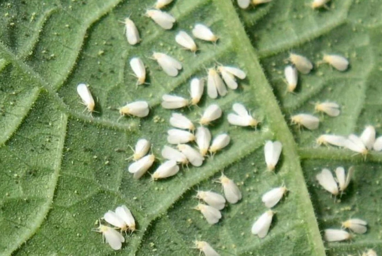 Тля на растениях исчезнет без химии и лишних затрат: запомните этот быстрый способ