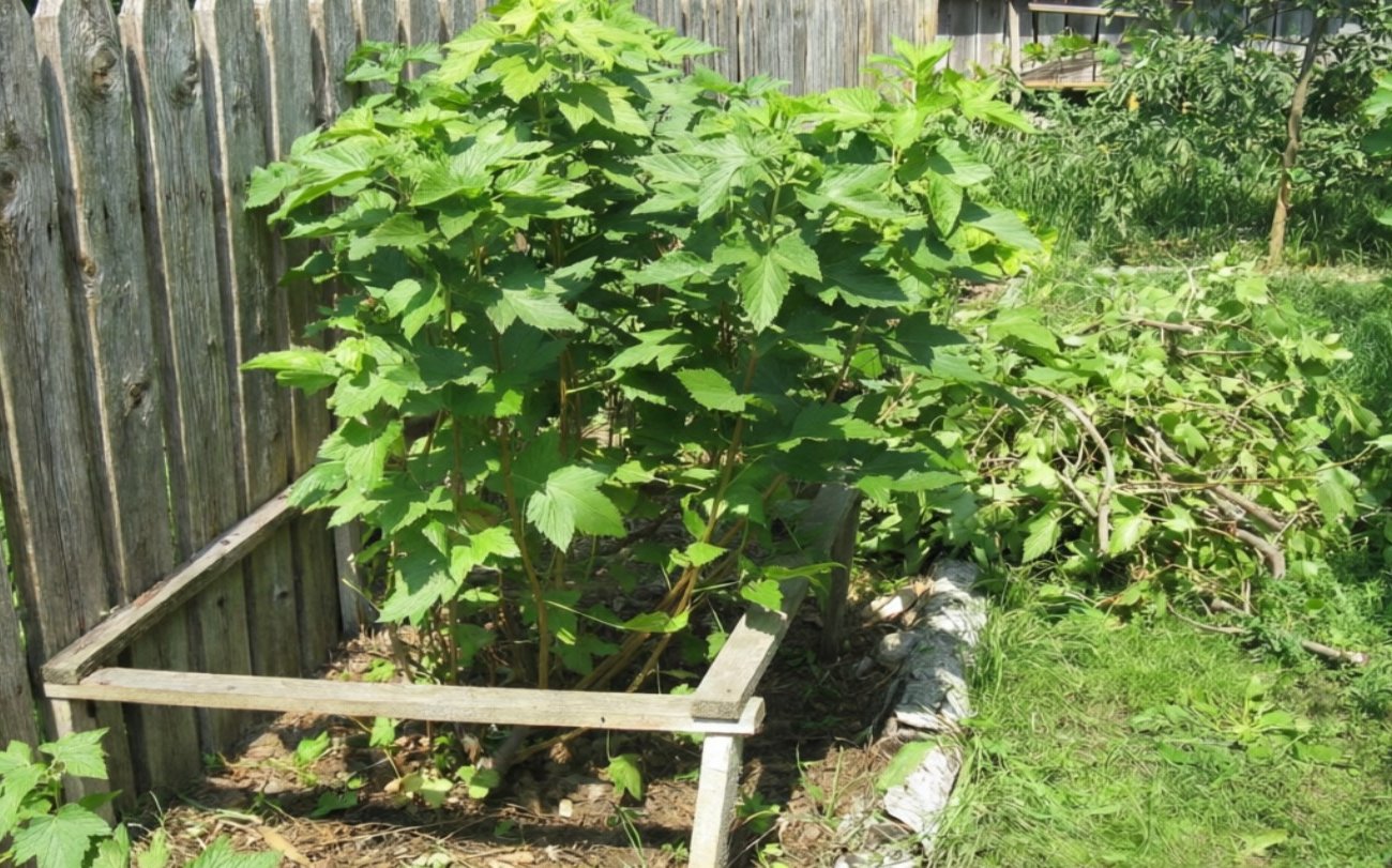 Как вывести стеклянницу со смородины: рабочий способ опытных дачников