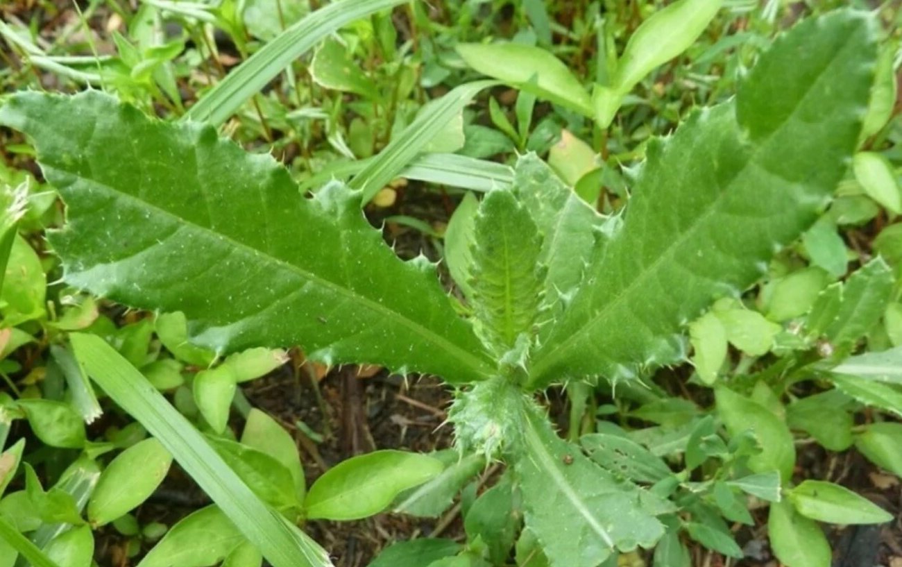 Как избавиться от сорняков навсегда: этот метод с картоном превратит бурьян в органическое удобрение