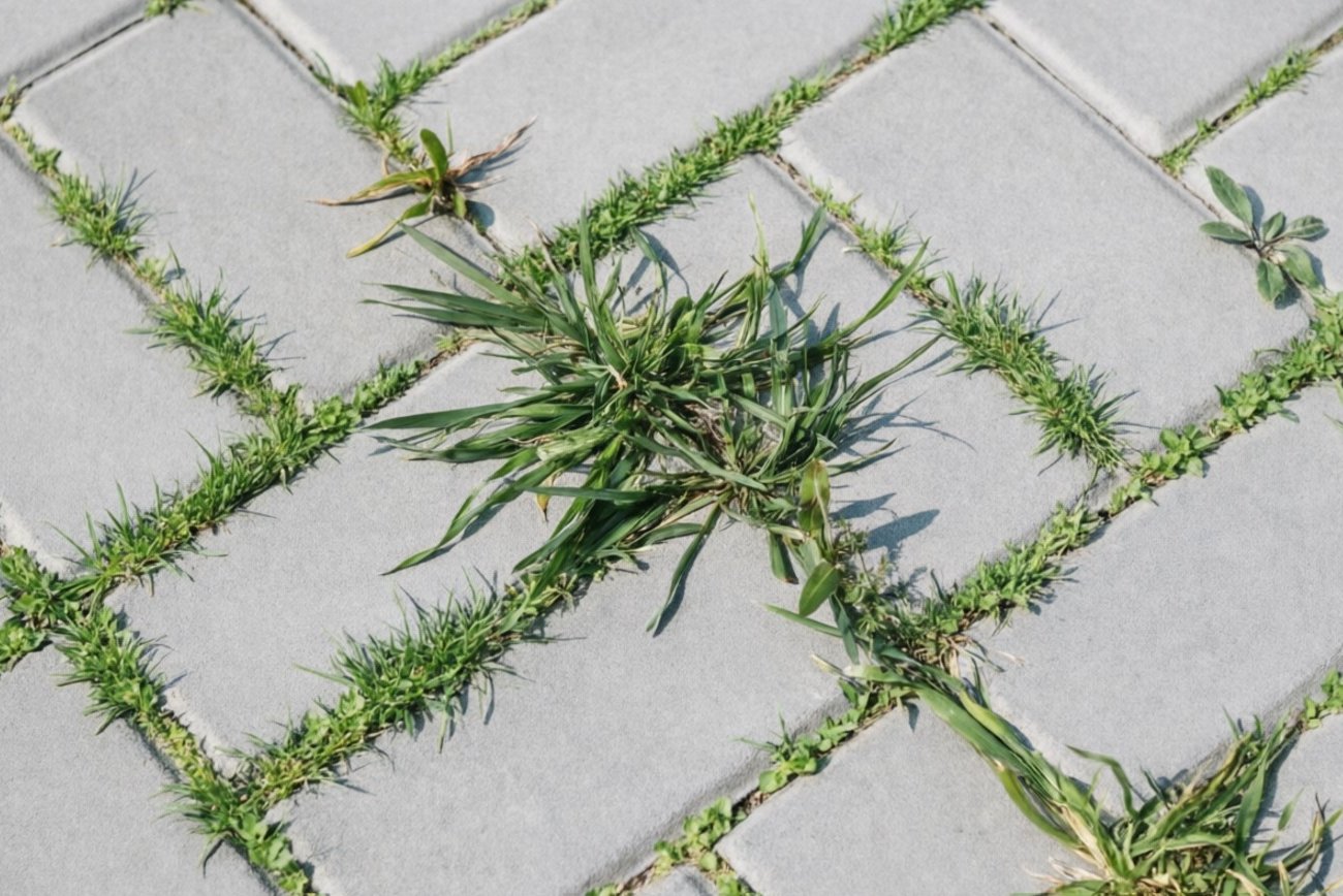 Как навсегда избавиться от сорняков между плитками: быстрое решение со средством из кухонного шкафа