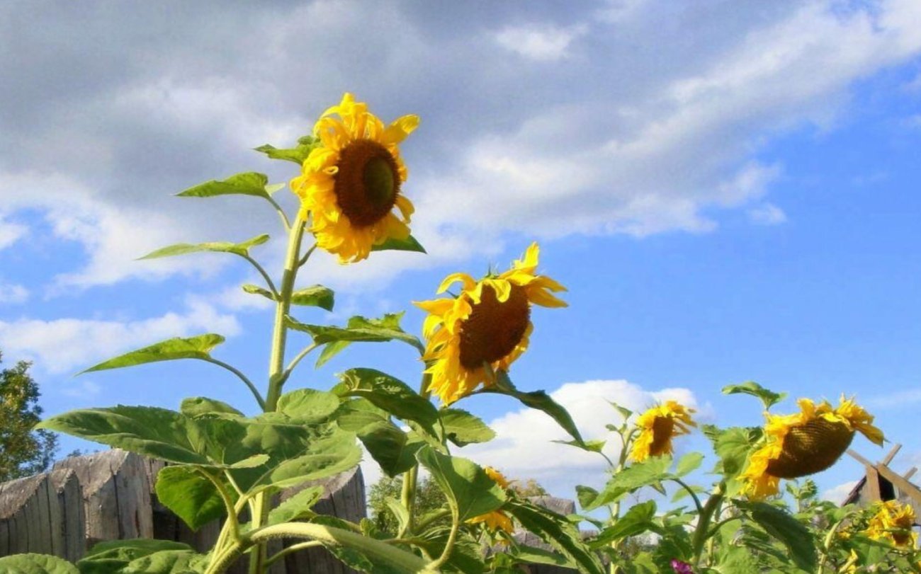 Три растения на участке, которые тихо убивают почву: срочно проверьте, есть ли они на вашем огороде