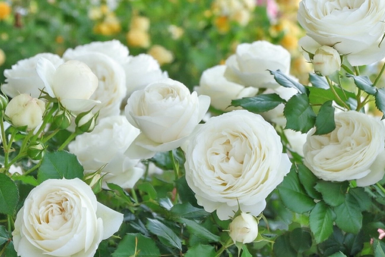 Как помочь розам восстановиться после плохой зимовки: рабочие способы