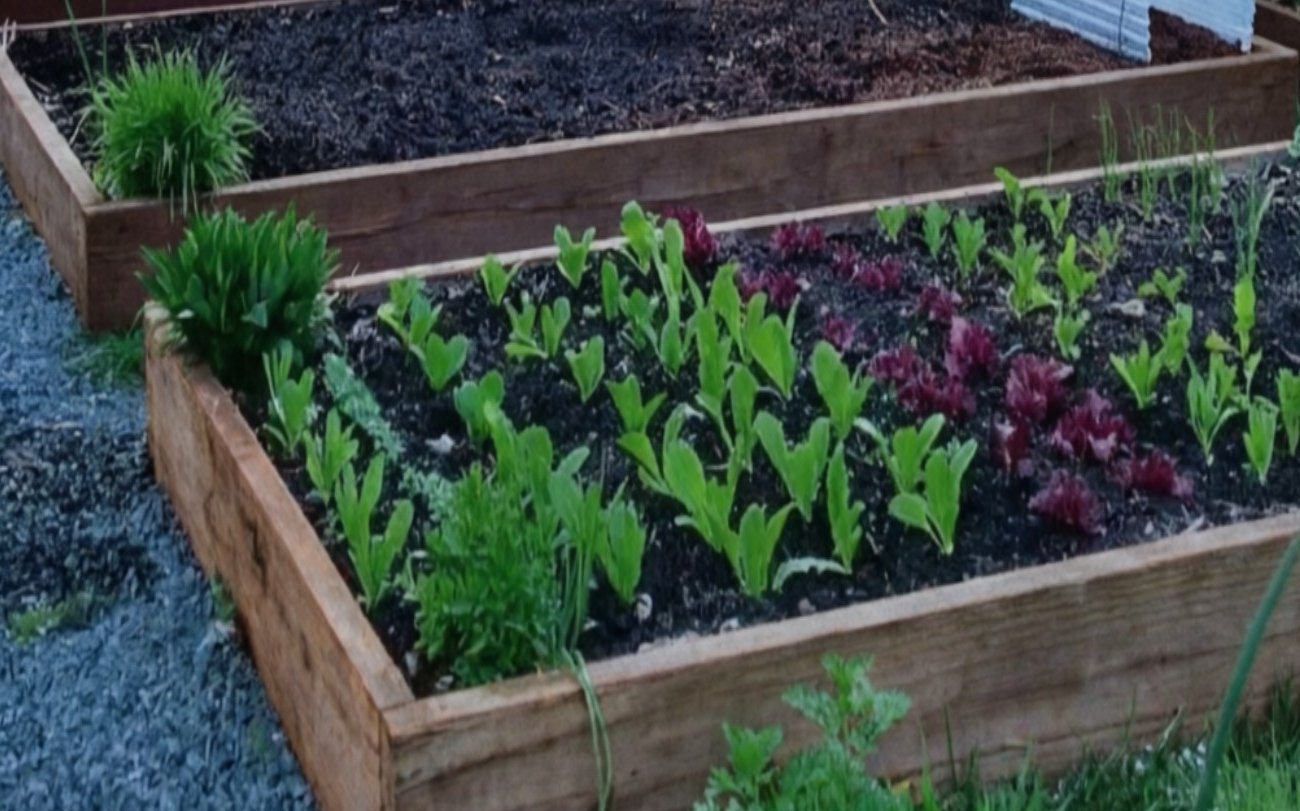 Какие растения нельзя сажать рядом: запомните правила соседства культур