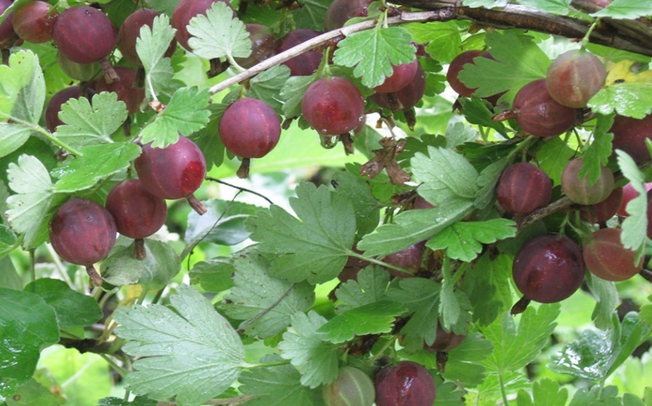 Чем спасти крыжовник от мучнистой росы: садоводы со стажем делятся секретами