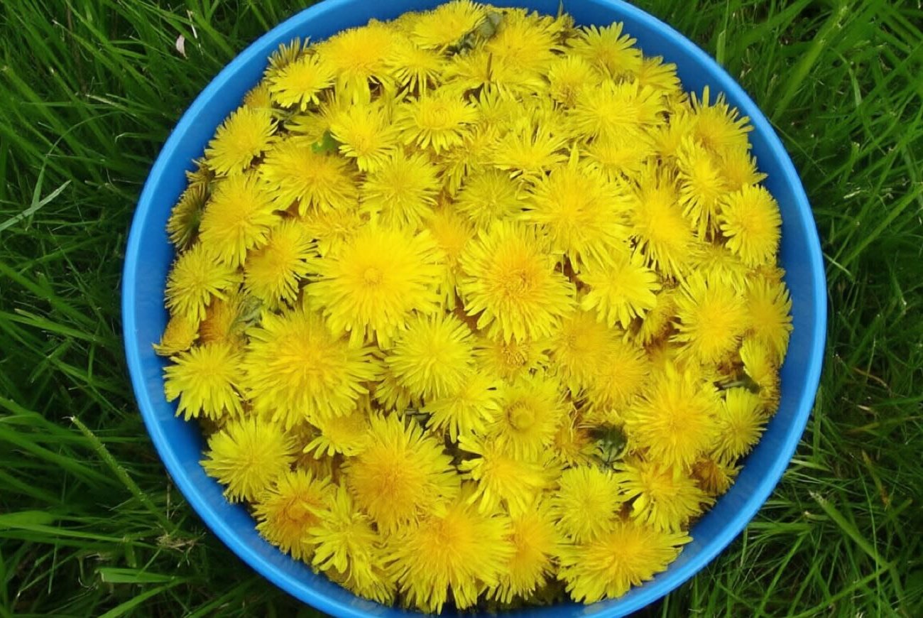 Как превратить сорняк в золото для огорода: рецепт удобрения из одуванчиков