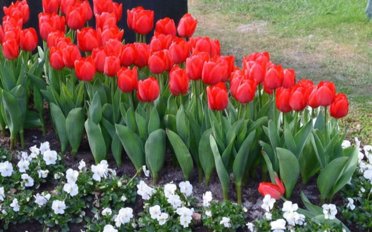 Все спрашивают, почему мои тюльпаны цветут так долго: делюсь секретом длительной красоты растений