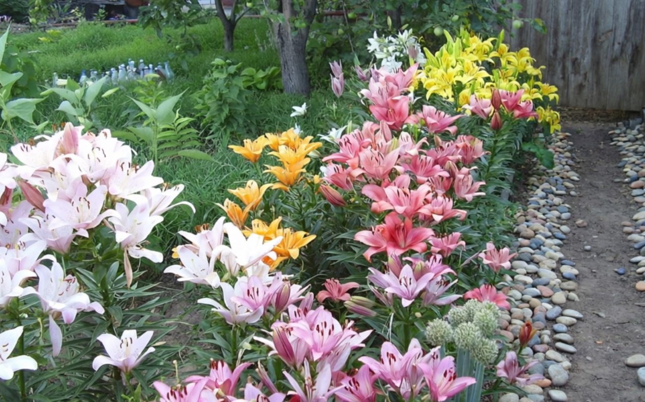 Лилии будут цвести пышно всё лето, если при посадке соблюдать 4 простых правила: всем садоводам на заметку