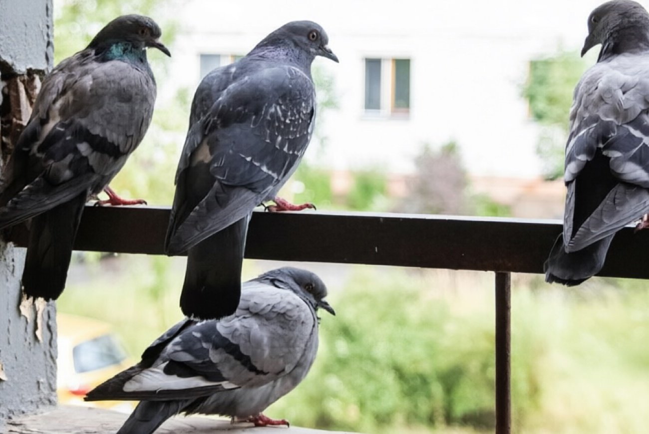 Голуби облюбовали балкон: способ избавиться от них без вреда для птиц и соседей