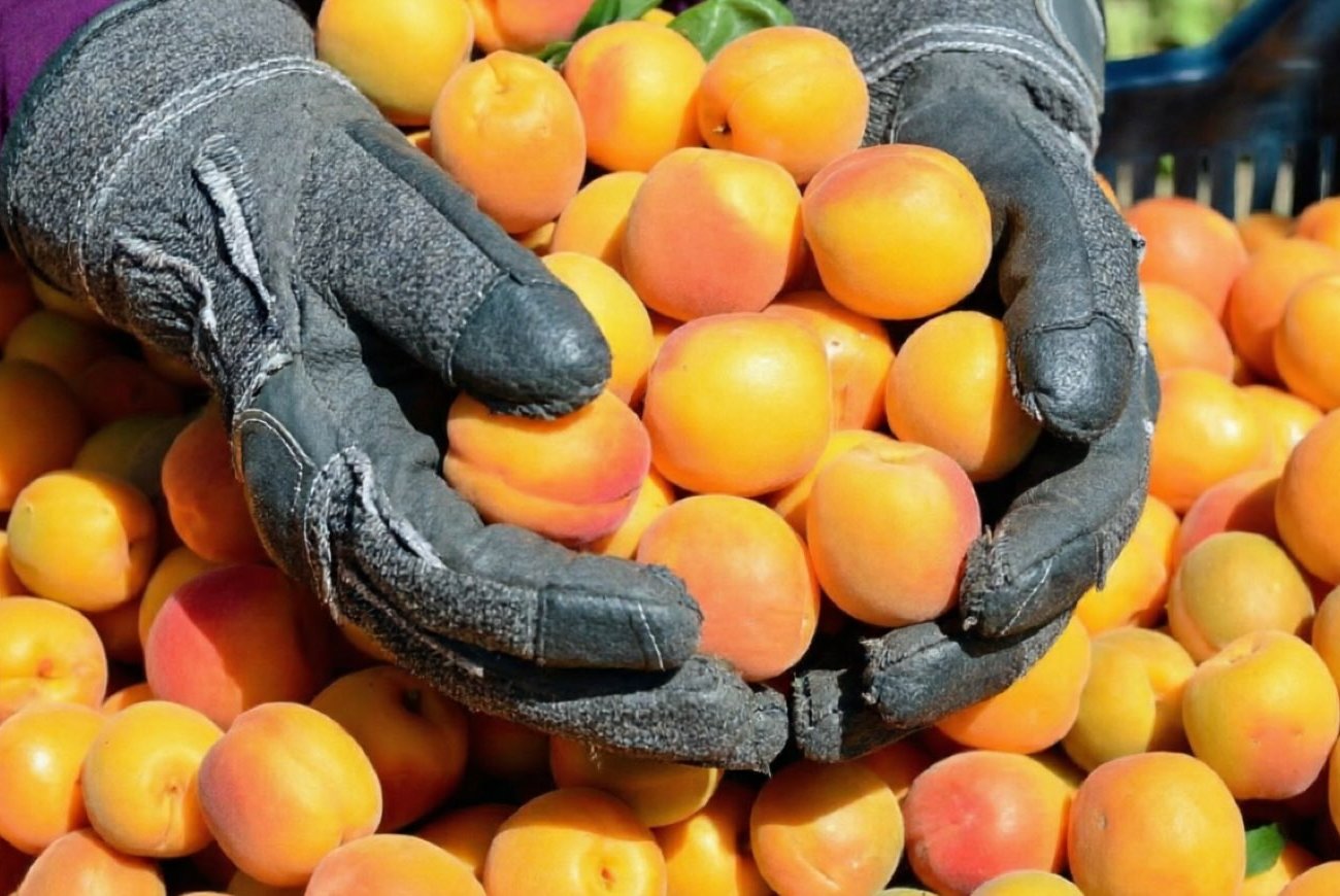 Чем подкармливать абрикос, чтобы урожай был щедрым каждый год: простые советы от опытных садоводов