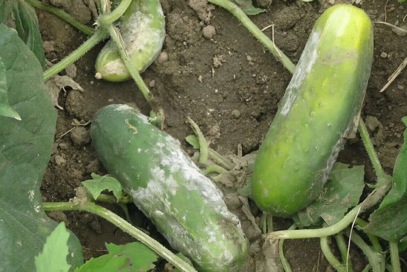 Почему огурцы гниют и что с этим делать: несколько видов болезни, о которых стоит знать до начала сезона