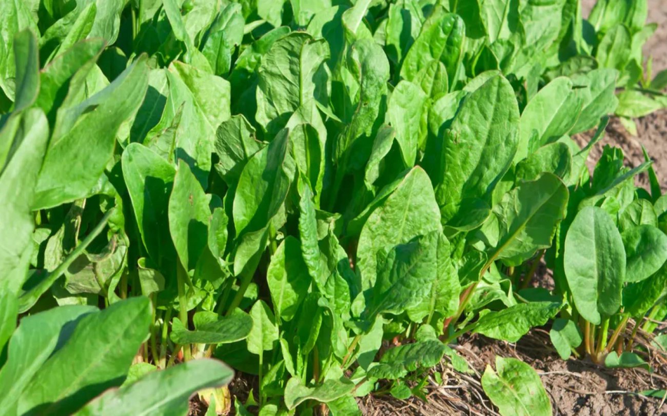 Кому особенно полезно есть щавель и в чём его неожиданная ценность: факты, о которых многие не знают