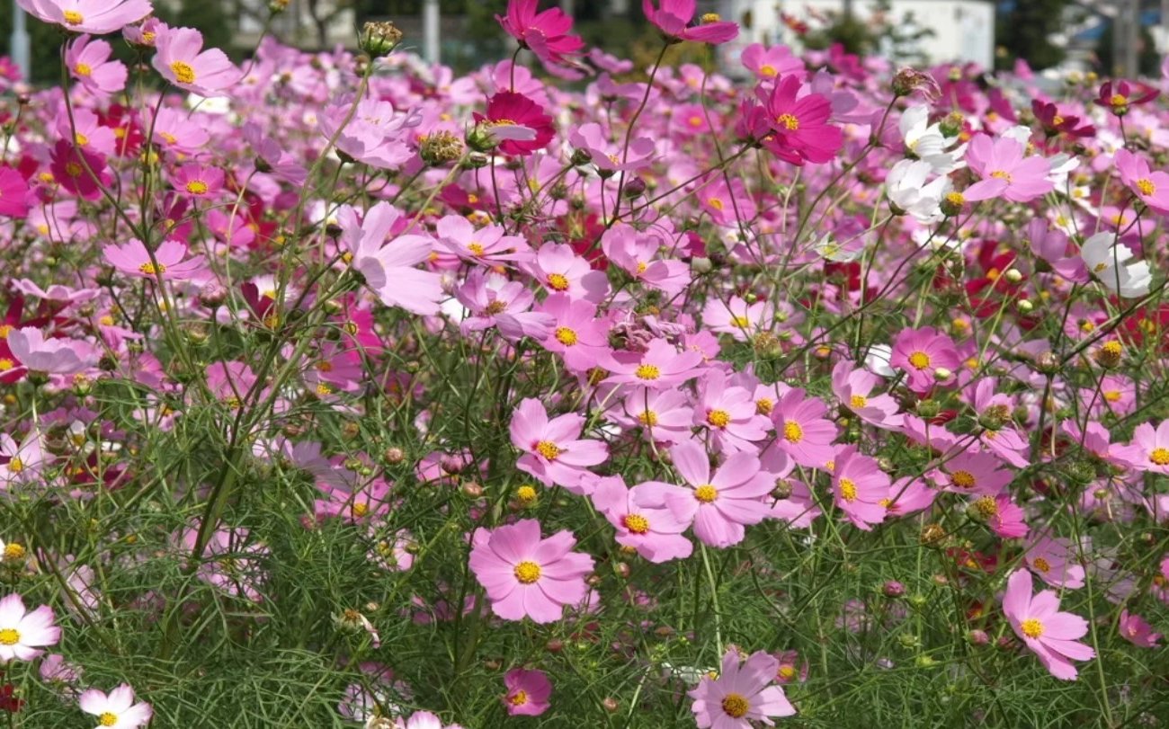 Какие цветы можно сеять прямо в открытый грунт в апреле: простой список для тех, кто не хочет возиться с рассадой