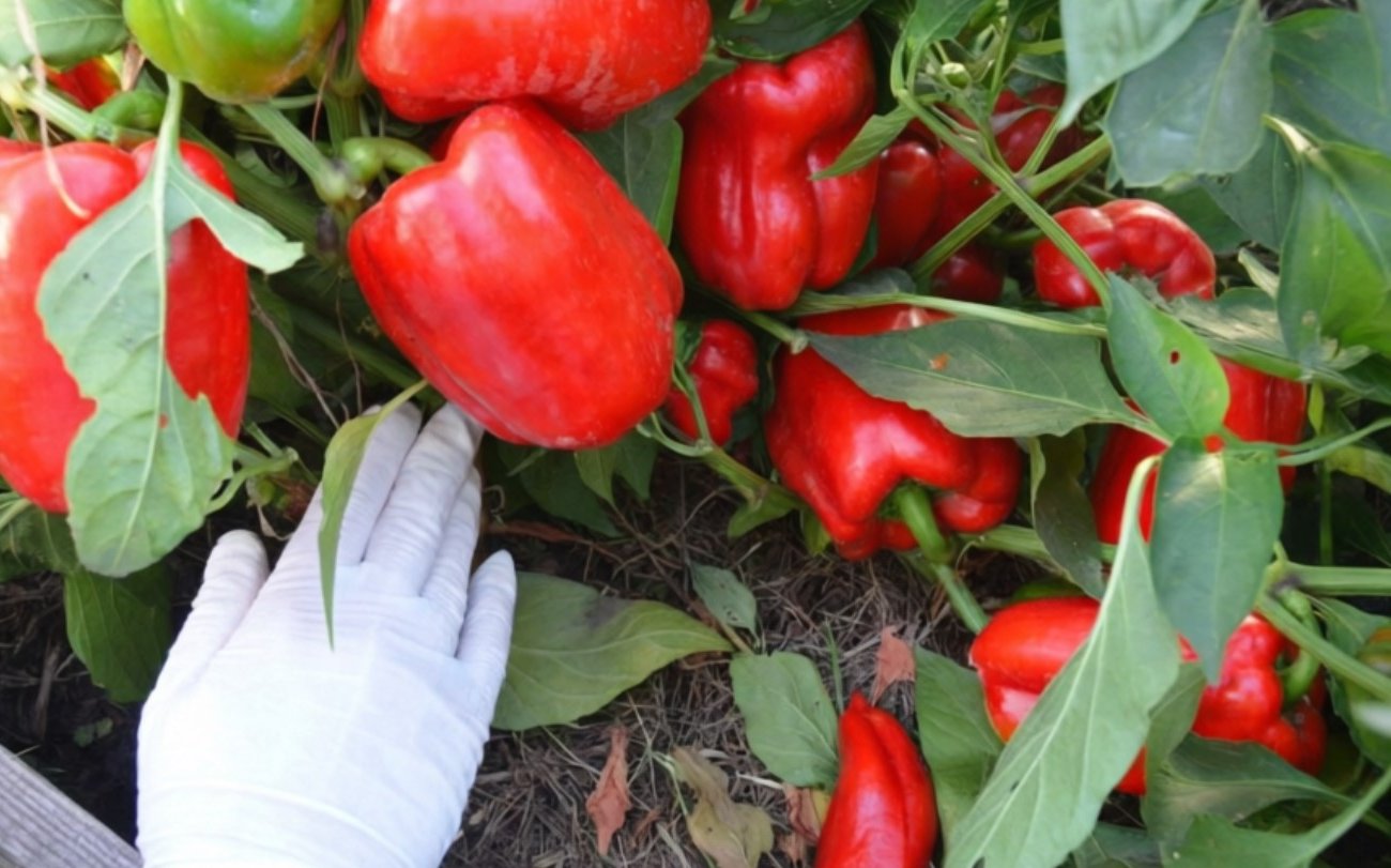 Почему перец вырастает несладким и как это исправить без удобрений: секрет опытных дачников
