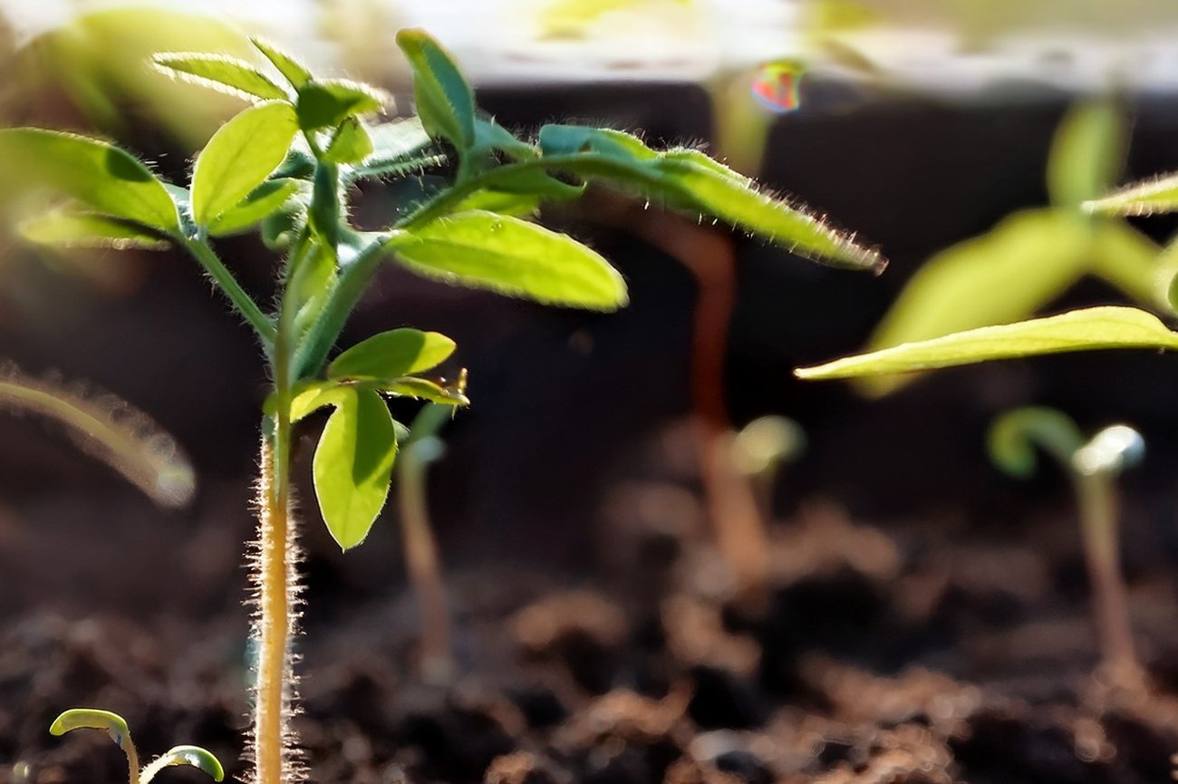 Как получить рассаду с корнями 6 см за 10 дней: простое решение вместо дорогих препаратов
