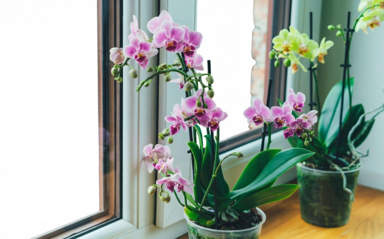 Почему опытные цветоводы добавляют лимонный сок при поливе орхидей: неожиданный секрет