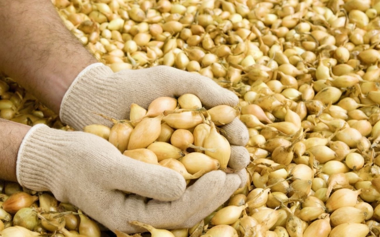 Почему органика при посадке лука-севка губит урожай: опасная ошибка начинающих огородников