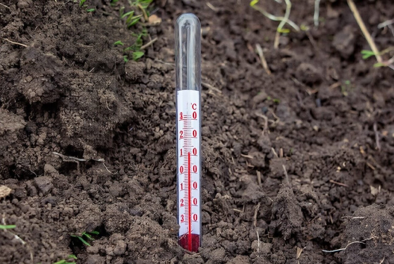 Как прогреть почву для посадки за три дня без лишних затрат: удивительный метод