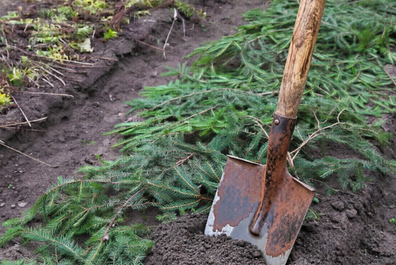 Как сосновые иголки помогают бороться с вредителями на даче: хитрость опытных огородников